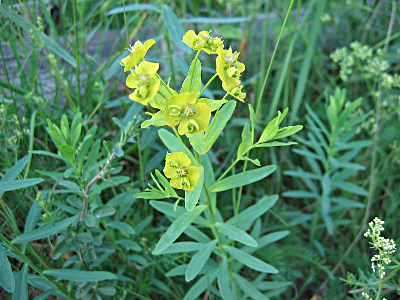 EUPHORBIA ESULA